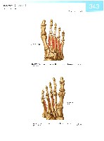 Sobotta  Atlas of Human Anatomy  Trunk, Viscera,Lower Limb Volume2 2006, page 350
